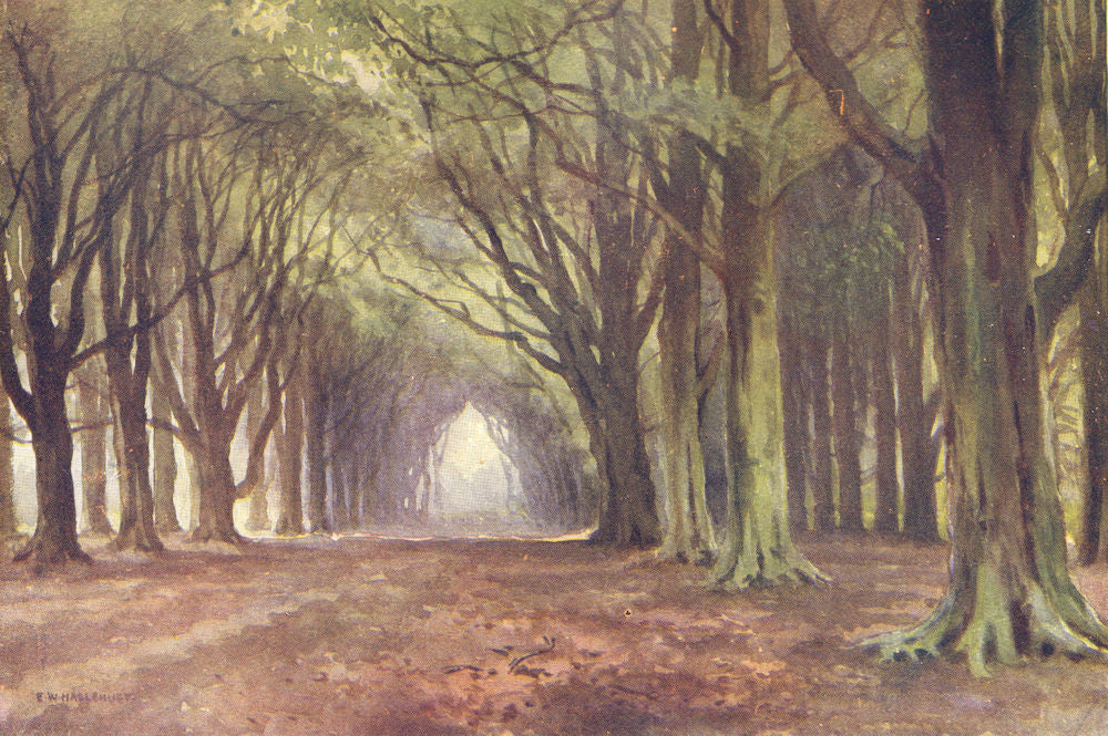 The Beech Avenue, Thoresby, the Dukeries. Nottinghamshire.Ernest Haslehust 1920